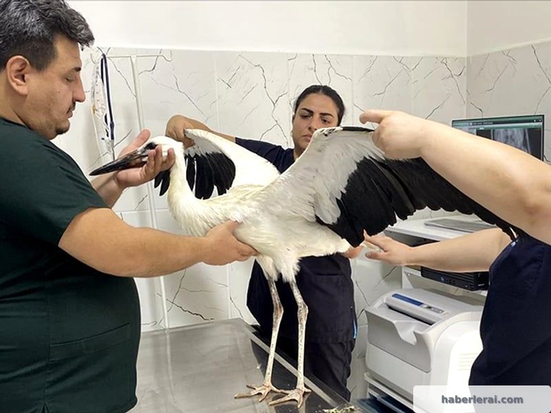 Manisa Alaşehir'de Bitkin Düşen Leyleğe Koruma Eli Uzandı