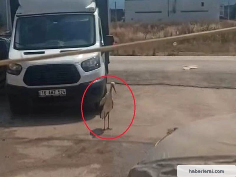 Yaz Sıcağında Leyleği Serinletme Çabası: Hortumla Su Sıkma